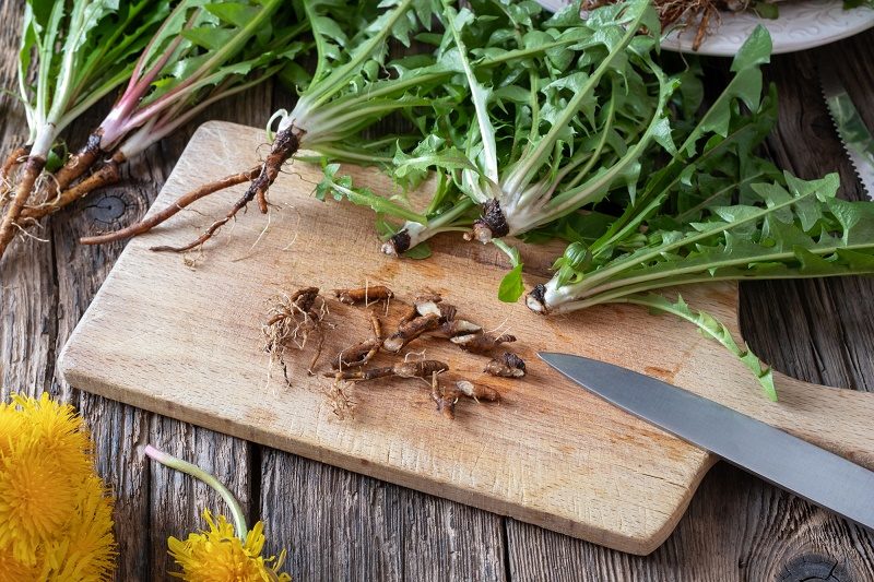 cutting-dandelion-roots-on-a-cutting-board